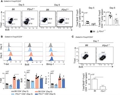 P2RX7 signaling drives the differentiation of Th1 cells through metabolic reprogramming for aerobic glycolysis